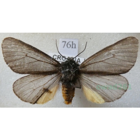 Epatolmis luctifera (Denis & Schiffermüller, 1775) Croatia76h